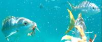 Starfish Marathon Snorkeling Tours image 7